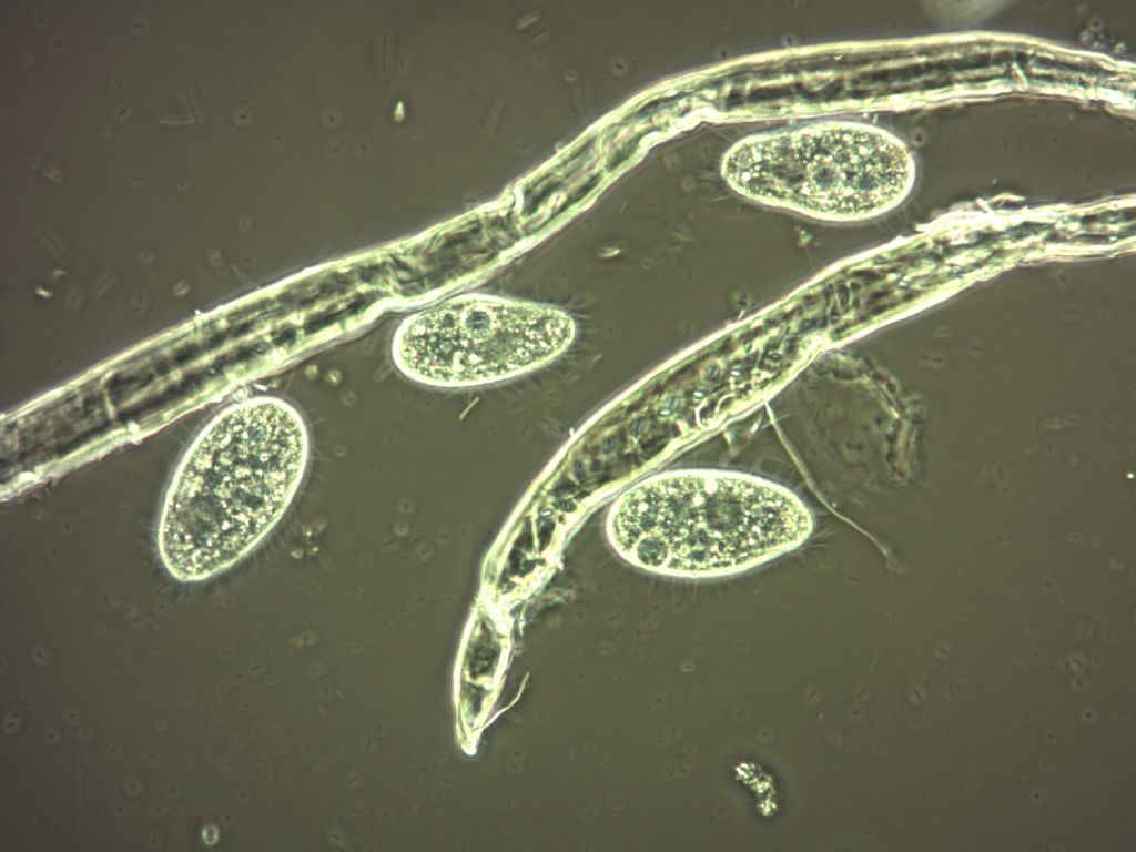 Paramecium